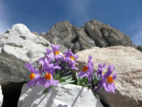 Flora Alpina delle Alpi Occidentali